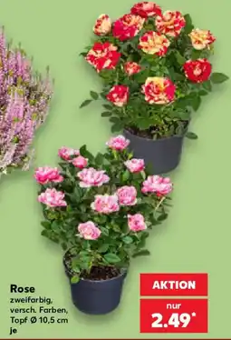 Kaufland Rose Angebot