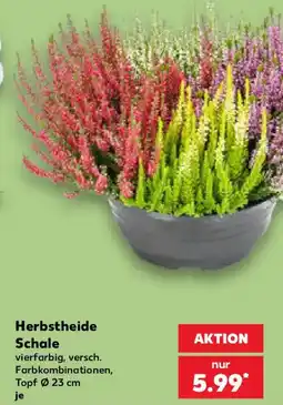 Kaufland Herbstheide Schale Angebot
