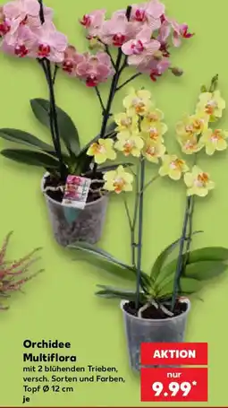 Kaufland Orchidee Multiflora Angebot