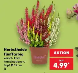 Kaufland Herbstheide fünffarbig Angebot