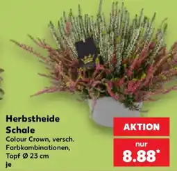Kaufland Herbstheide Schale Colour Crown Angebot