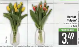 E-Center Herbst-Tulpen* Angebot