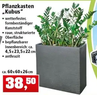 Thomas Philipps Pflanzkasten ,Kubus" Angebot