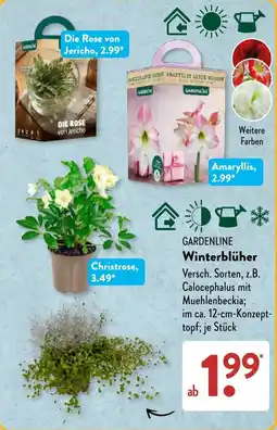 Aldi Süd GARDENLINE Winterblühler Angebot