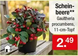Zimmermann Scheinbeere** Gaultheria procumbens Angebot