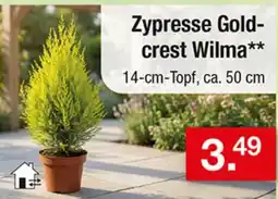 Zimmermann Zypresse Gold-crest Wilma** Angebot