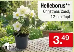 Zimmermann Helleborus** Christmas Carol Angebot