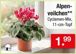Zimmermann Alpen-veilchen** Cyclamen-Mix Angebot