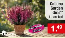 Zimmermann Calluna Garden Girls** Angebot