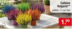 Zimmermann Calluna Vulgaris** Angebot