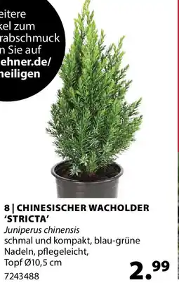 Dehner Chinesischer wacholder 'stricta' Angebot