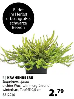 Dehner Krähenbeere Angebot