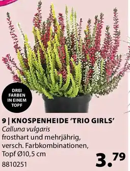Dehner Knospenheide 'trio girls' Angebot