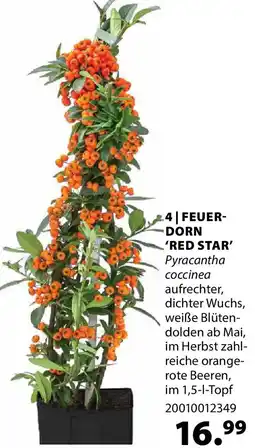 Dehner Feuerdorn 'red star' Angebot