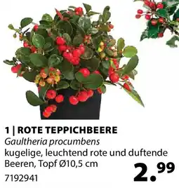 Dehner Rote teppichbeere Angebot