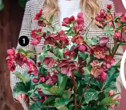 Dehner Schneerose 'ice n'roses red' Angebot