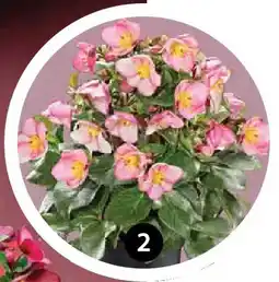 Dehner Schneerose 'ice n'roses early rose' Angebot