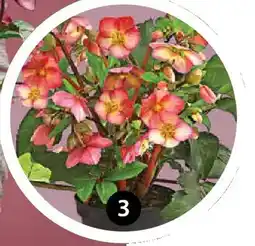 Dehner Schneerose 'ice n'roses rose' Angebot