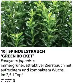 Dehner Spindelstrauch 'green rocket' Angebot