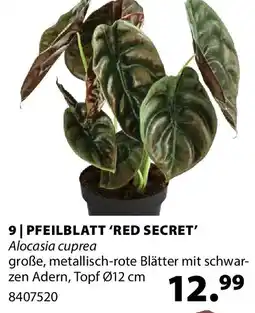 Dehner Pfeilblatt 'red secret' Angebot