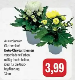 Feneberg Deko-Chrysanthemen Angebot