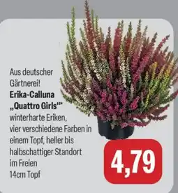 Feneberg Erika-Calluna „Quattro Girls“ Angebot