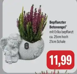 Feneberg Bepflanzter Betonengel* mit Erika Angebot
