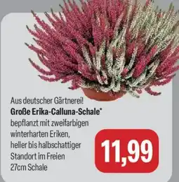 Feneberg Große Erika-Calluna-Schale* Angebot