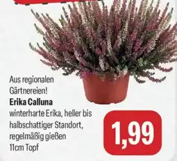 Feneberg Erika Calluna Angebot