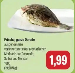 Feneberg Frische, ganze Dorade Angebot
