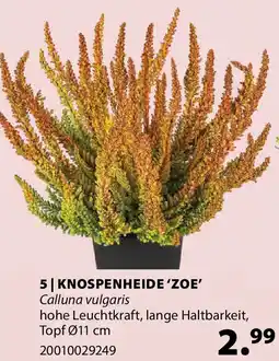 Dehner Knospenheide 'zoe' Angebot