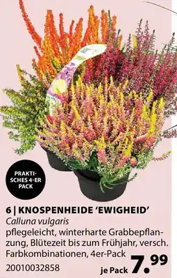 Dehner Knospenheide 'ewigheid' Angebot