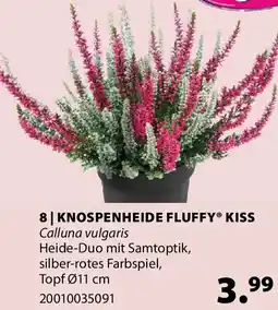 Dehner Knospenheide fluffy kiss Angebot