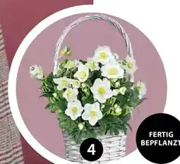 Dehner Pflanzarrangement Angebot