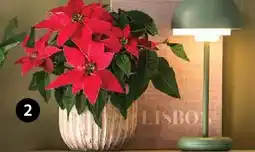 Dehner Weihnachtsstern 'princettia' Angebot