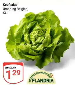 Globus Kopfsalat Flandria Angebot