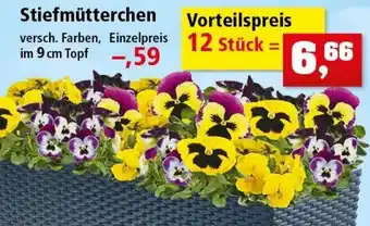 Thomas Philipps Stiefmütterchen Angebot