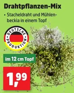 Thomas Philipps Drahtpflanzen-Mix Angebot