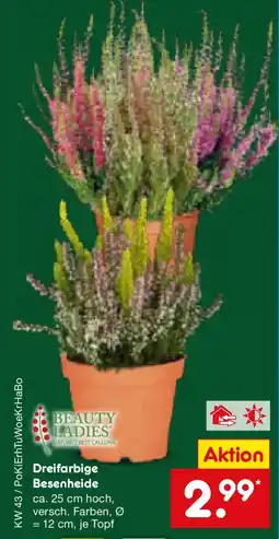 Netto Marken-Discount BEAUTY LADIES Dreifarbiges Besenheide Angebot