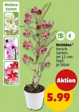 PENNY Orchidee* Angebot
