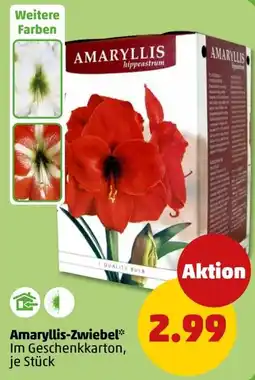 PENNY Amaryllis-Zwiebel* Angebot