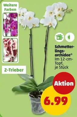 PENNY Schmetterlings-orchidee Angebot