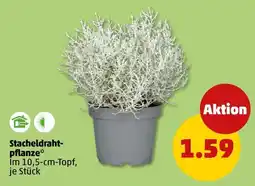 PENNY Stacheldraht-pflanze* Angebot