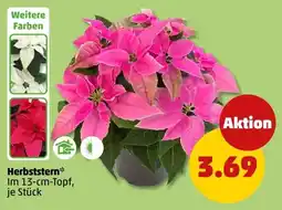 PENNY Herbststern* Angebot