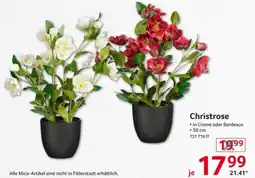 Selgros Christrose Angebot