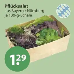 V Markt Pflücksalat Angebot