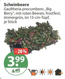 V Markt Scheinbeere Gaultheria procumbens „Big Berry“ Angebot