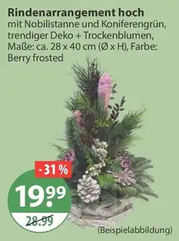 V Markt Rindenarrangement hoch mit Nobilistanne und Koniferengrün Angebot