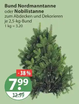 V Markt Bund Nordmanntannte oder Nobilistanne Angebot