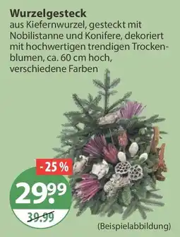 V Markt Wurzelgesteck Angebot